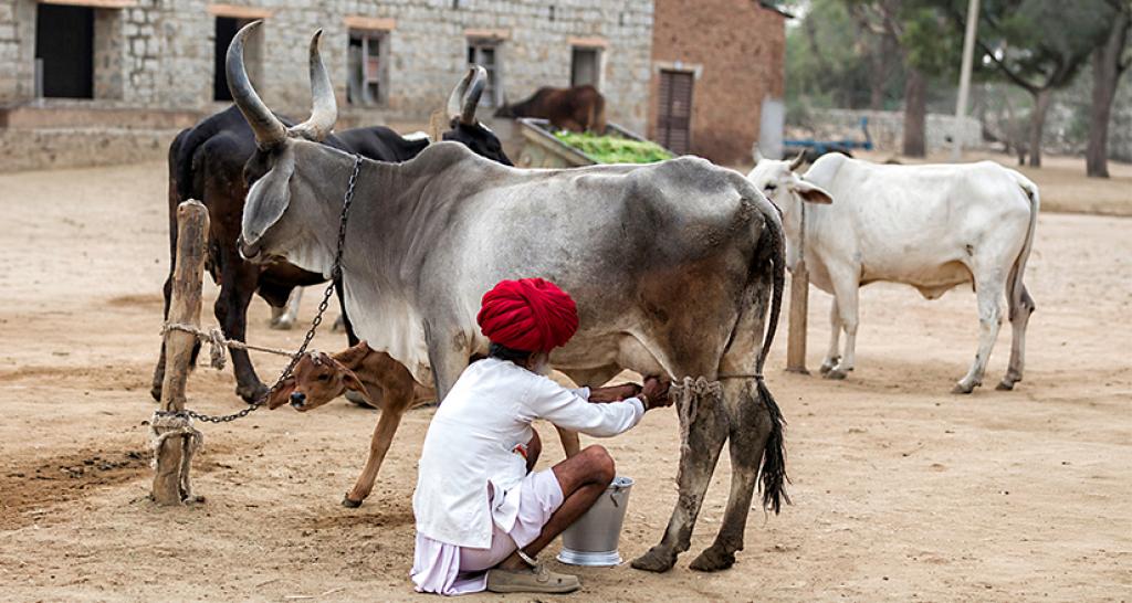 Prevention and Sustainability in the Indian Dairy Sector