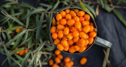 Seabuckthorn: The berry that's caught on