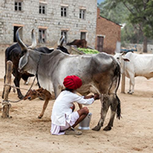 Prevention and Sustainability in the Indian Dairy Sector