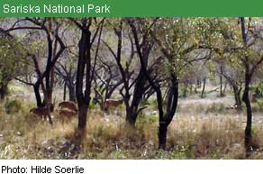 sariska